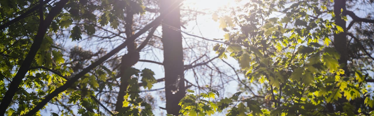 Sunlight breaking through bright green leaves high in a forest canopy