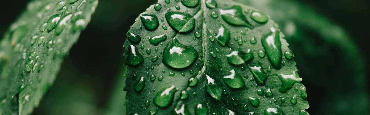 Close-up of a dark green leaf covered in glistening water droplets